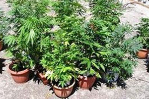 δεντρύλλια κάνναβης