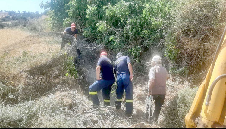 κατσίκα σε πηγάδι