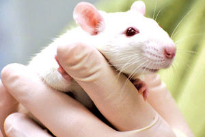 πειραματόζωα