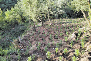 φυτεία κάνναβης