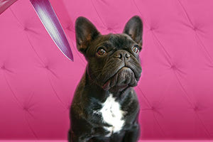 2μιση φόνοι και ένα μπουλντόγκ θεατρική παράσταση