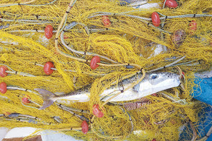 Λαγοκέφαλος