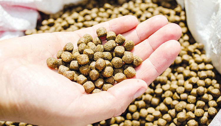 Λαγοκέφαλος