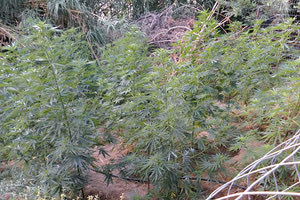 ΜΥΛΟΠΟΤΑΜΟΣ: φυτεία κάνναβης χασίς