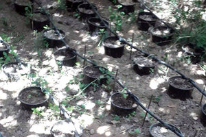 φυτεία κάνναβης χασίς