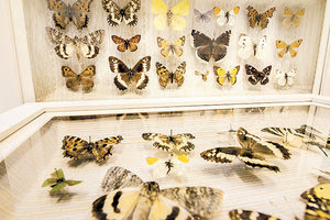 Δωρεά συλλογής πεταλούδων στο Μουσείο Φυσικής Ιστορίας Κρήτης