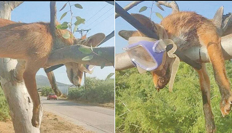 υπάνθρωπη συμπεριφορά