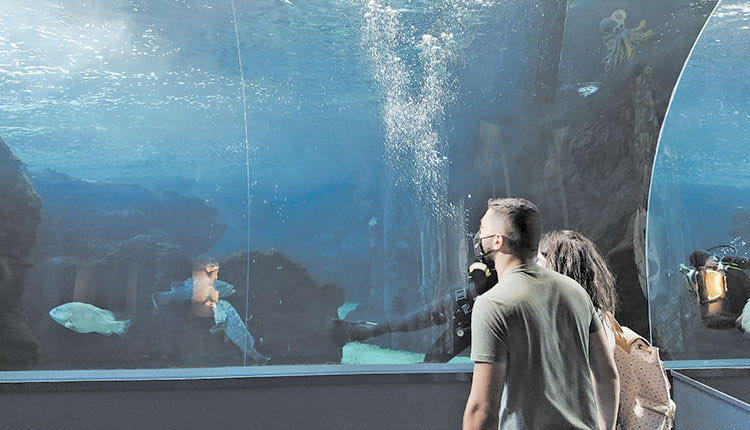 Της έκανε πρόταση στο Ενυδρείο!