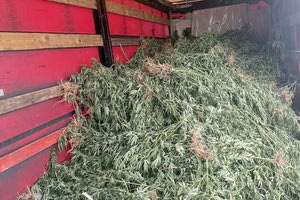 Εντοπίστηκαν χιλιάδες δενδρύλλια