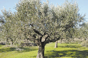 ελαιόδεντρο ελιά δακοκτονία λιόφυτο