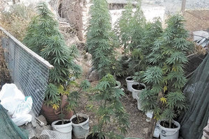 Εντοπίστηκε φυτεία κάνναβης σε περιοχή της Σητείας