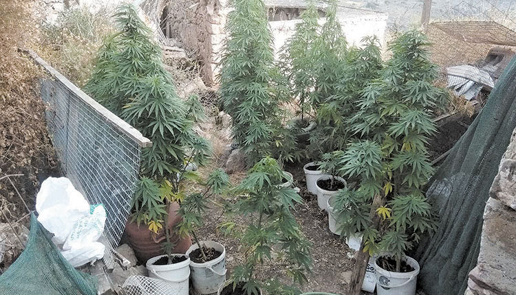 Εντοπίστηκε φυτεία κάνναβης σε περιοχή της Σητείας