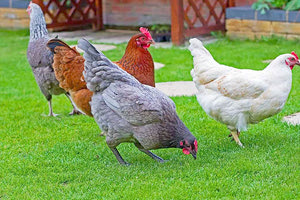 Να ανακοινωθεί το όνομα της εταιρείας, της οποίας τα προϊόντα ανακλήθηκαν ζητά η Ένωση Αλλαντοποιών