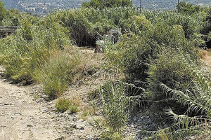 Η σορός βρέθηκε μέσα σ’ ένα βαρέλι