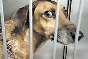 κακοποίηση ζώου