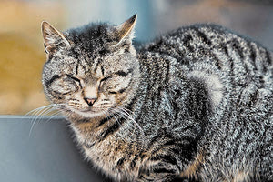 κακοποίηση ζώων