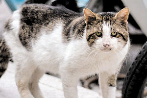 κακοποίηση ζώων