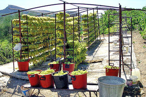 Ζητούν στήριξη της σταφίδας