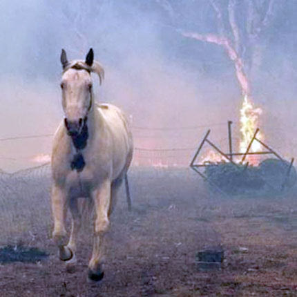ΒΑΡΥΠΟΜΠΗ: Τα άλογα έτρεξαν απεγνωσμένα να σωθούν 