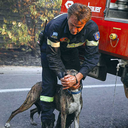 Ο πυροσβέστης ποτίζει το σκυλί με τις χούφτες του 