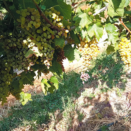 ΚΑΤΑΣΤΡΟΦΗ ΑΜΠΕΛΙΟΥ