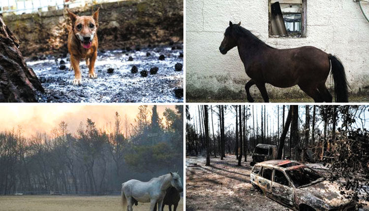  Πρωτοβουλία ανθρωπιάς για ζώα;