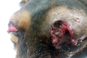 ΕΠΕΖΗΣΕ ΚΑΙ ΖΗΤΑ ΟΙΚΟΓΕΝΕΙΑ Ανθρωποειδές έβγαλε τα μάτια σκύλου