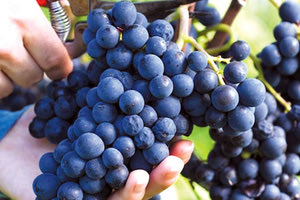 ΕΝΩΣΗ ΓΙΑ ΟΙΝΟΣΤΑΦΥΛΑ Ανακοίνωσε τιμές, αλλά όχι ημερομηνίες