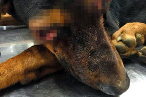 Κάθε δυνατή προσπάθεια καταβάλλουν αστυνομικοί και εθελοντές για τον εντοπισμό του κτήνους που κακοποίησε με πρωτοφανή βαναυσότητα το νεαρό κυνηγόσκυλο, βγάζοντάς του τα μάτια