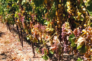 καταστροφή σταφυλιών