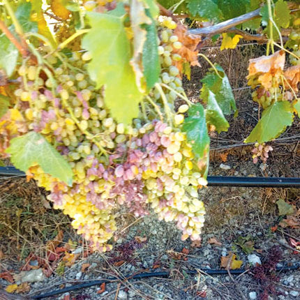 Θλίψη από τις καταστροφές του καύσωνα