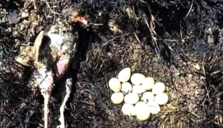 τραγική φωτογραφία της Ελένης Κανελλοπούλου