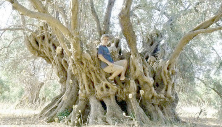 Η υπεραιωνόβια ελιά μετρούσε 2.500 χρόνια ζωής και κατέληξε σε απανθρακωμένο κούτσουρο