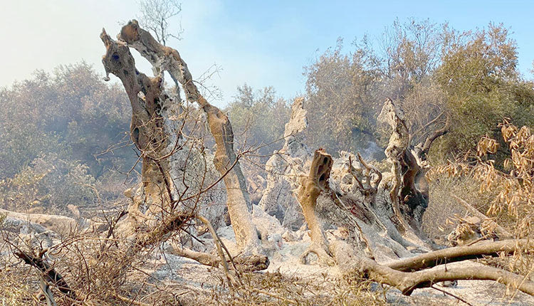 Η υπεραιωνόβια ελιά μετρούσε 2.500 χρόνια ζωής και κατέληξε σε απανθρακωμένο κούτσουρο
