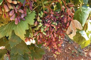 Η ΓΕΡΜΑΝΙΑ ΜΑΣ... ΕΠΕΣΤΡΕΨΕ ΜΑΡΑΜΕΝΑ ΑΠΟ ΤΟΝ ΚΑΥΣΩΝΑ ΣΤΑΦΥΛΙΑ Κατεβαίνει κι άλλο ο πήχης των εξαγωγών