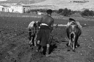 ΦΩΤΟΗΜΕΡΑΣ: Αγρότης οργώνει το χωράφι του σε χωριό της ενδοχώρας. Κρήτη 1941.