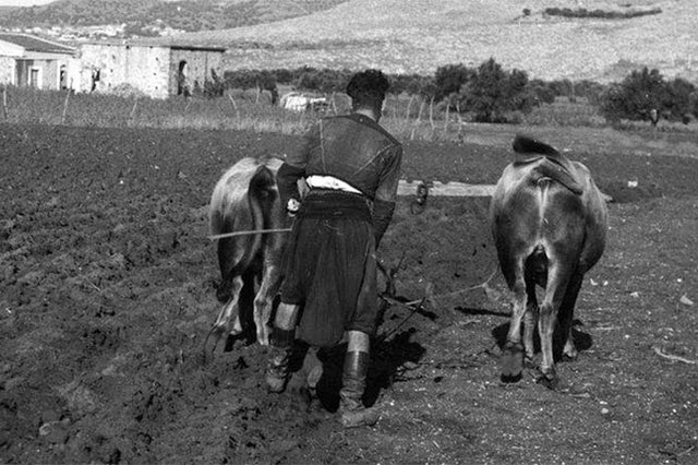 ΦΩΤΟΗΜΕΡΑΣ: Αγρότης οργώνει το χωράφι του σε χωριό της ενδοχώρας. Κρήτη 1941.