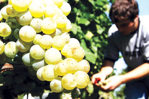 ΕΝΩΣΗ ΗΡΑΚΛΕΙΟΥ: Παραλαβή λευκών οινοστάφυλων από τη Δευτέρα