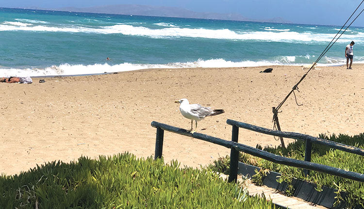 ο Γλάρος στην θάλασσα