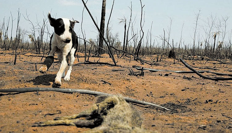 πυρκαγια ευβοια 