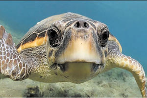 ΚΑΡΕΤΑ ΚΑΡΕΤΑ