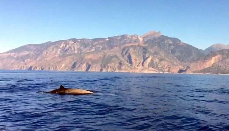 φάλαινες νότια της Κρήτης