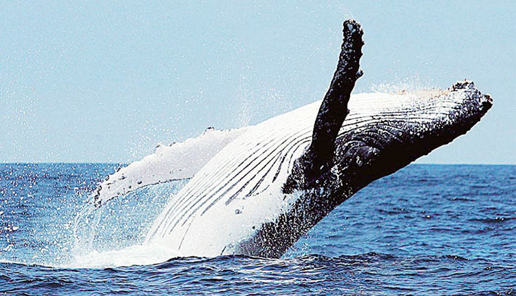 φαλαινα φυσητήρας