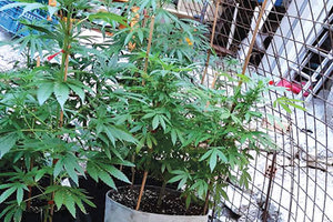 Τα ναρκωτικά που βρήκε η ΕΛ.ΑΣ.