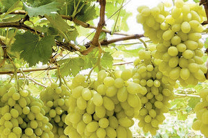 Ανακοίνωση σε σχέση με τα μη οινοποιήσιμα σταφύλια εξέδωσε η Ένωση Ηρακλείου.