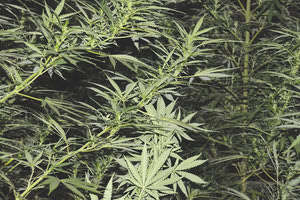 Τα ναρκωτικά που βρήκε η ΕΛ.ΑΣ.