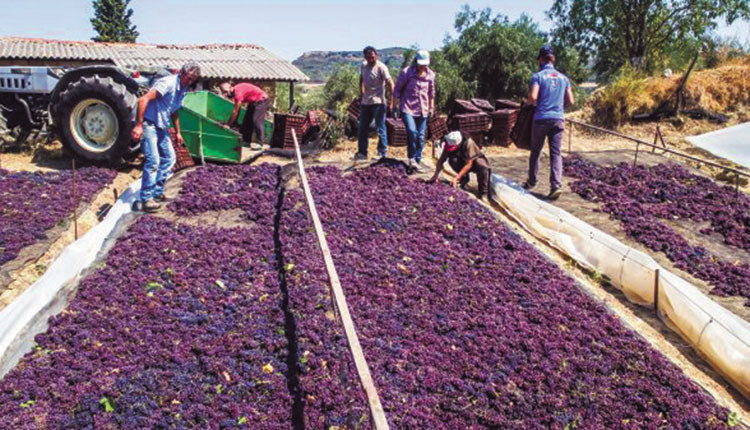 Δύσκολοι καιροί για τους παραγωγούς σουλτανίνας, μιας και ο παρατεταμένος καύσωνας δημιούργησε πολλά προβλήματα στα επιτραπέζια σταφύλια επηρεάζοντας πρωτιστως την ποιότητα και ρίχνοντας στα τάρταρα τις τιμές.