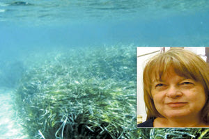 ΠΟΠΗ ΠΑΓΚΟΥ : Θαλάσσια ζωή χωρίς φυτοπλαγκτόν δεν μπορεί να υπάρξει