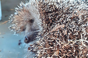 σκαντζοχοιράκι