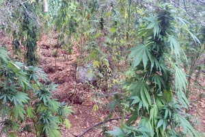 φυτεία χασίς